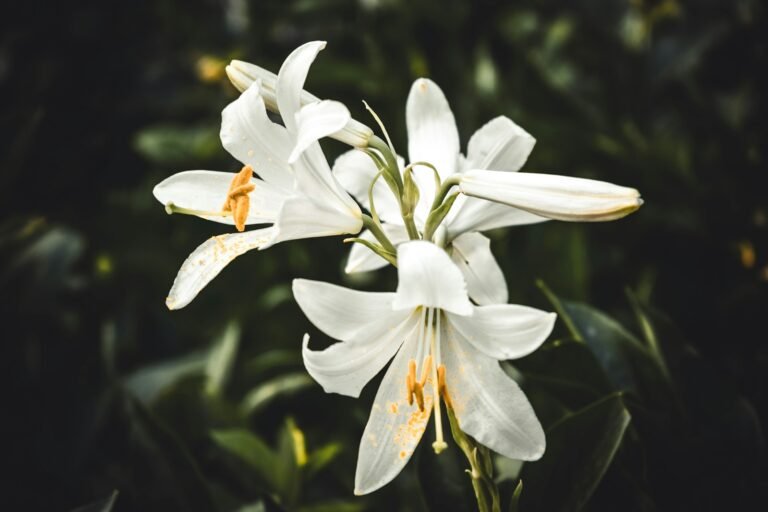 White lilies, a calm image reflecting the peace of mind burial insurance provides for families