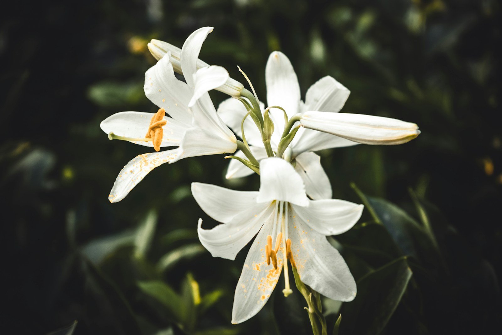 White lilies, a calm image reflecting the peace of mind burial insurance provides for families